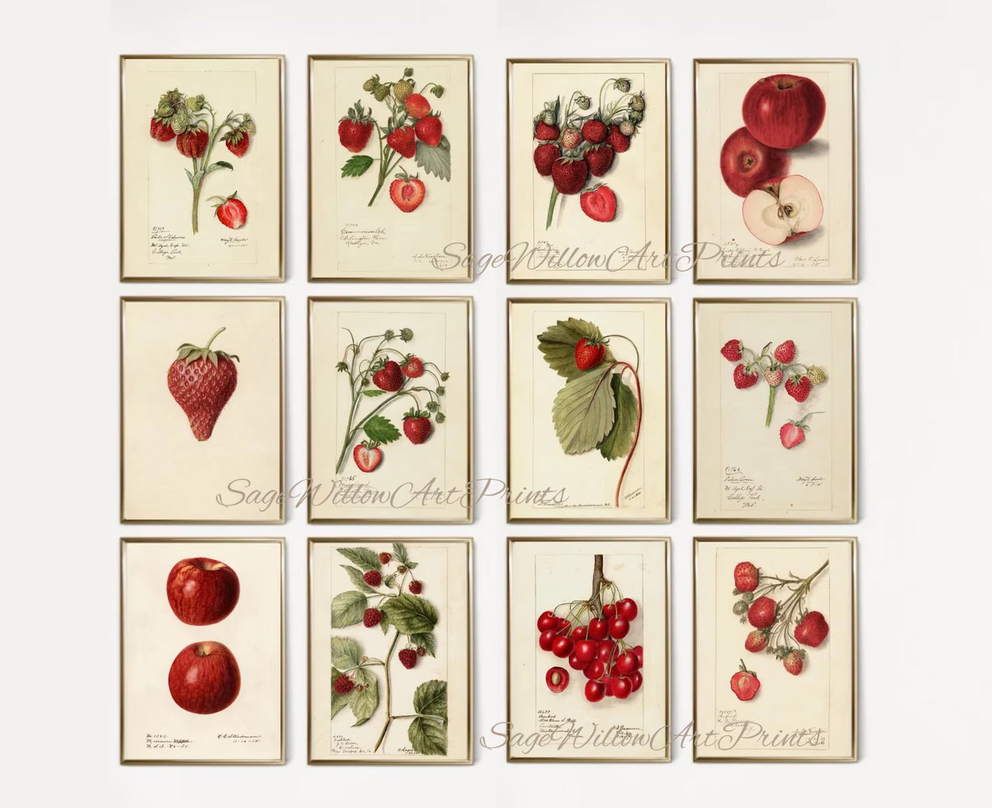 Set of 300 Vintage Fruit Prints for Kitchen Decor