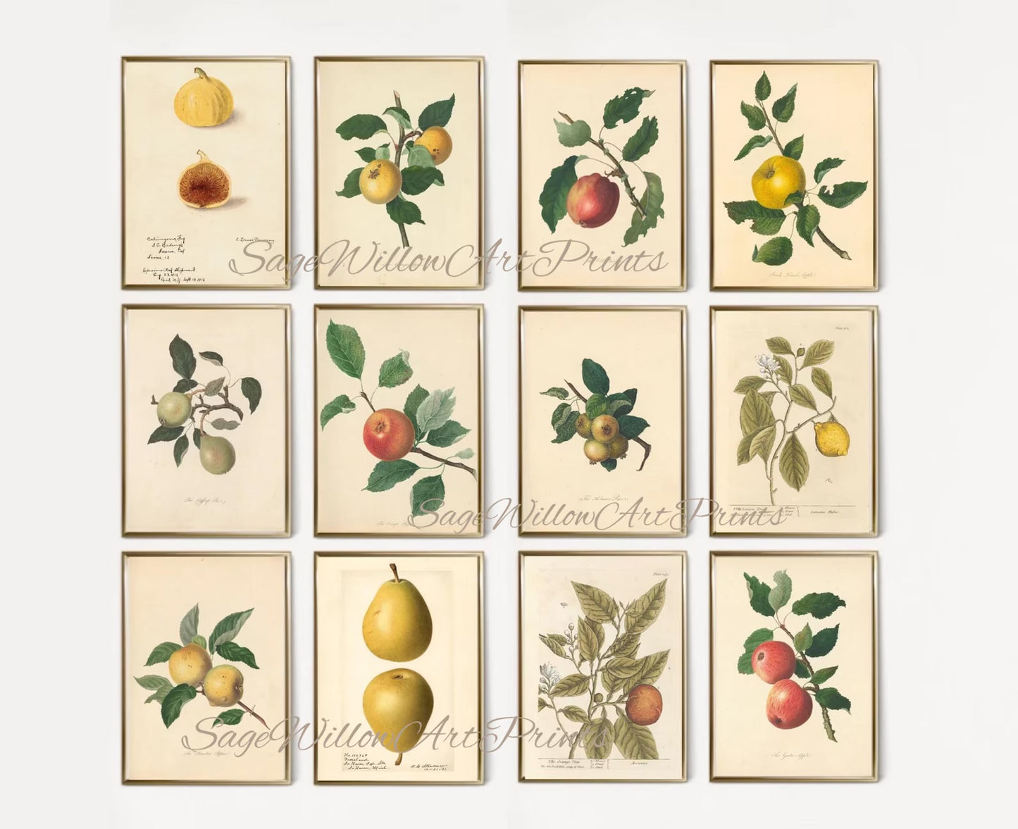 Set of 300 Vintage Fruit Prints for Kitchen Decor